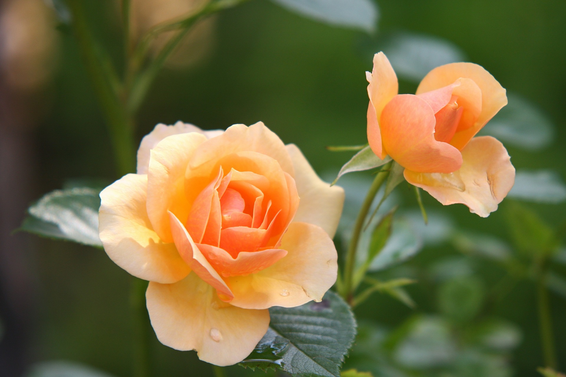 roses 616013 1920
